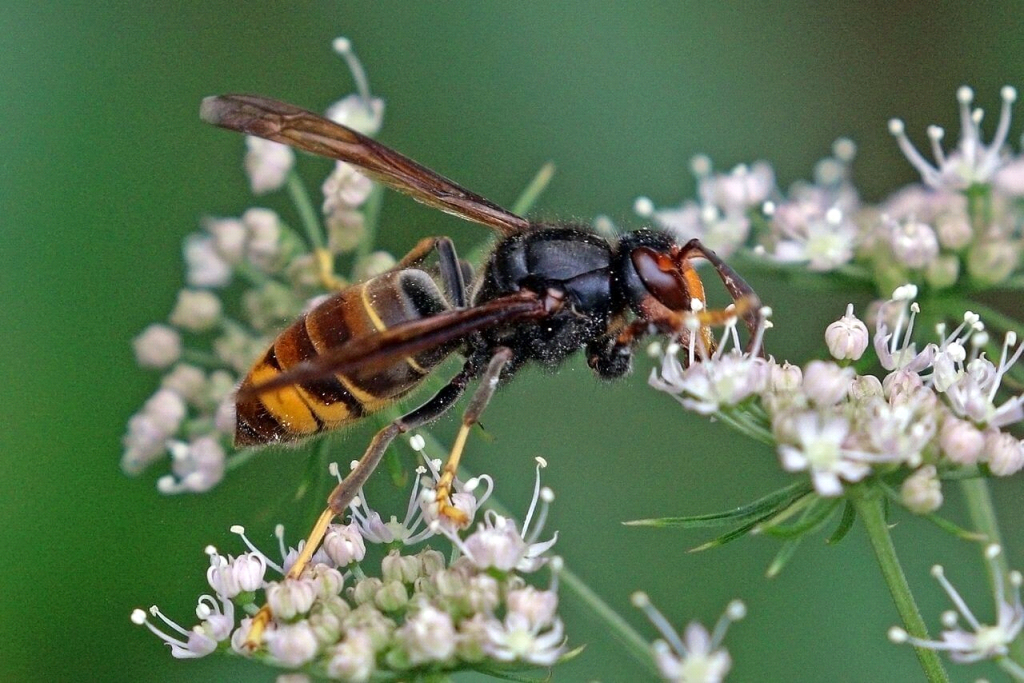 Asian Hornet Identified In Lancashire